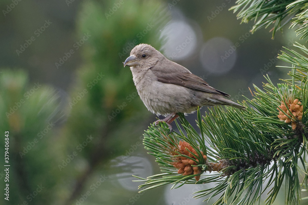 Female Red Crossbill (Loxia curvirostra) on a branch Female Red Crossbill (Loxia curvirostra) on a branch