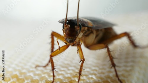 4K video A close-up cockroach moves the antenna slowly and cleans his body.