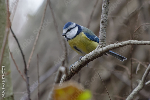 Eurasian Blue Tit (Cyanistes caeruleus) perched on a branch