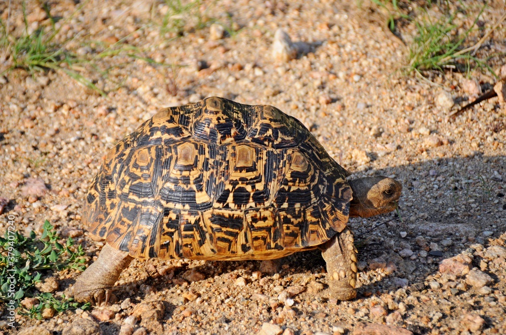 Obraz premium Close up of speckled turtle in real habitat, Kruger National Park, South Africa