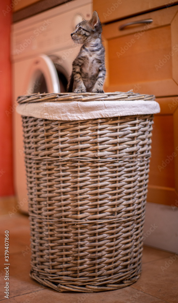 Obraz premium Gatito lavadero