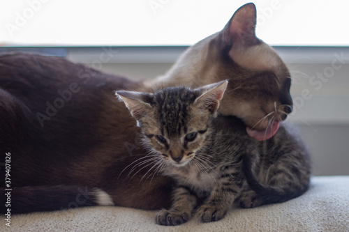 Gato siamés y gatito beso © MiguelÁngel Olivares