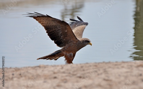 An eagle standing on bank of river, Chobe national park in Botswana, Africa