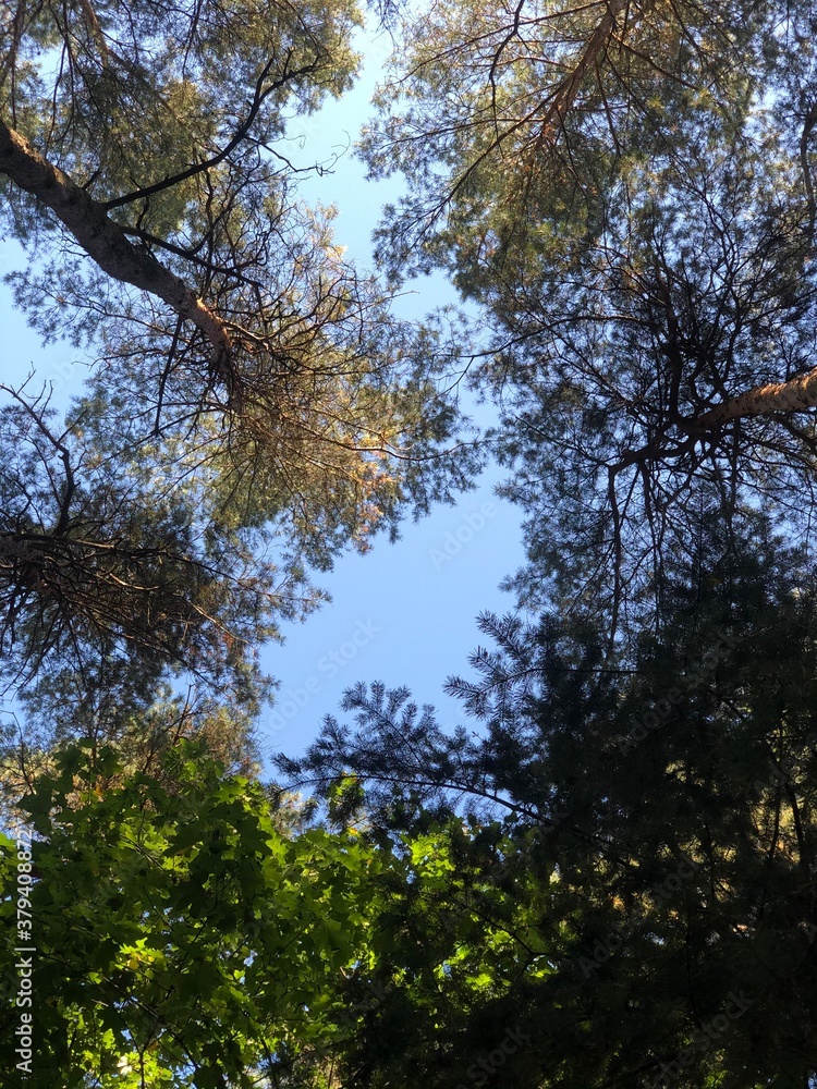 Obraz premium trees and sky