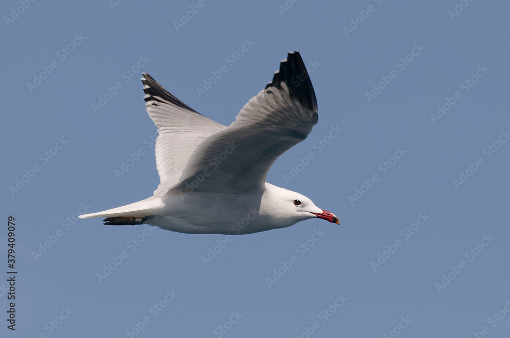 Audouin's Gull flying (Ichthyaetus audouinii) flying