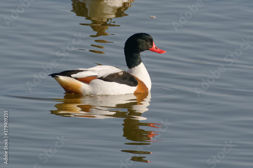 Female Common Shelduck (Tadorna tadorna)