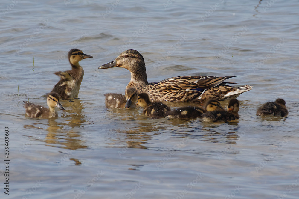 Mallards (Anas platyrhynchos), mother and babies Mallards (Anas platyrhynchos), mother and babies
