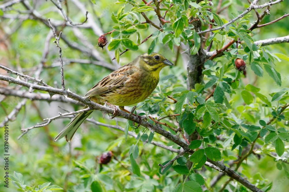 Fototapeta premium Yellowhammer (Emberiza citrinella) 