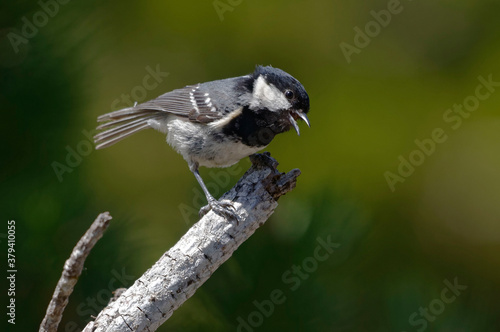 Coal Tit resting (Periparus ater) on a branch