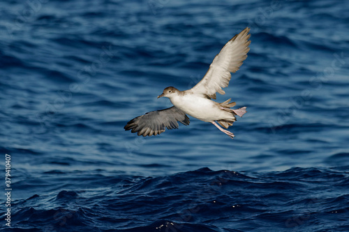 Yelkouan Shearwater (Puffinus yelkouan) flying above the Mediterranean Sea
