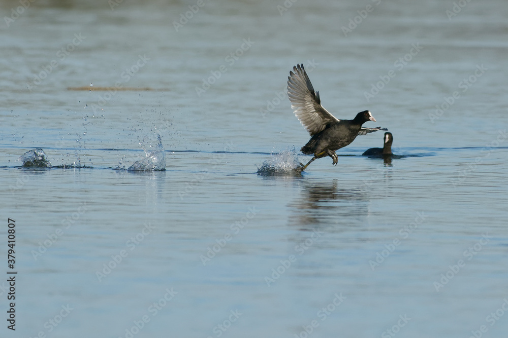 Eurasian Coot (Fulica atra) running on the water