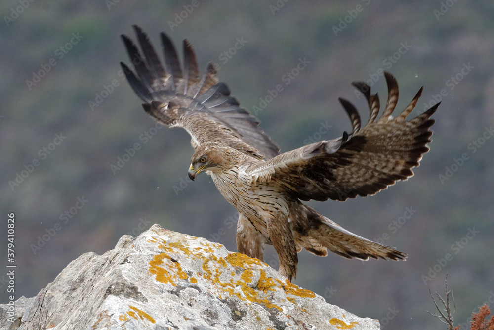 Fototapeta premium Bonelli's Eagle (Aquila fasciata) on a rock