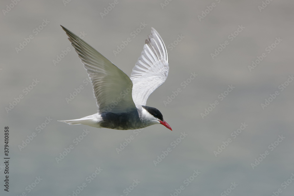Obraz premium Whiskered Tern (Chlidonias hybrida) flying