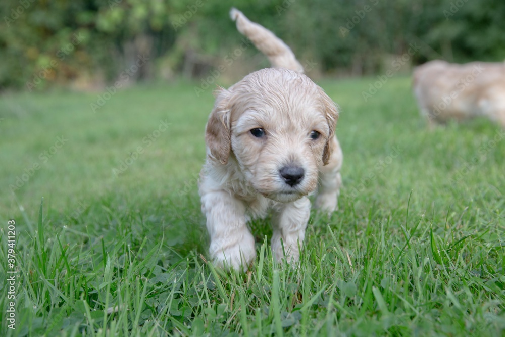 The small cute doodle puppies The small cute doodle puppies