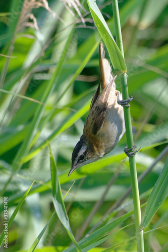 Moustached Warbler (Acrocephalus melanopogon) perched on a reed photo