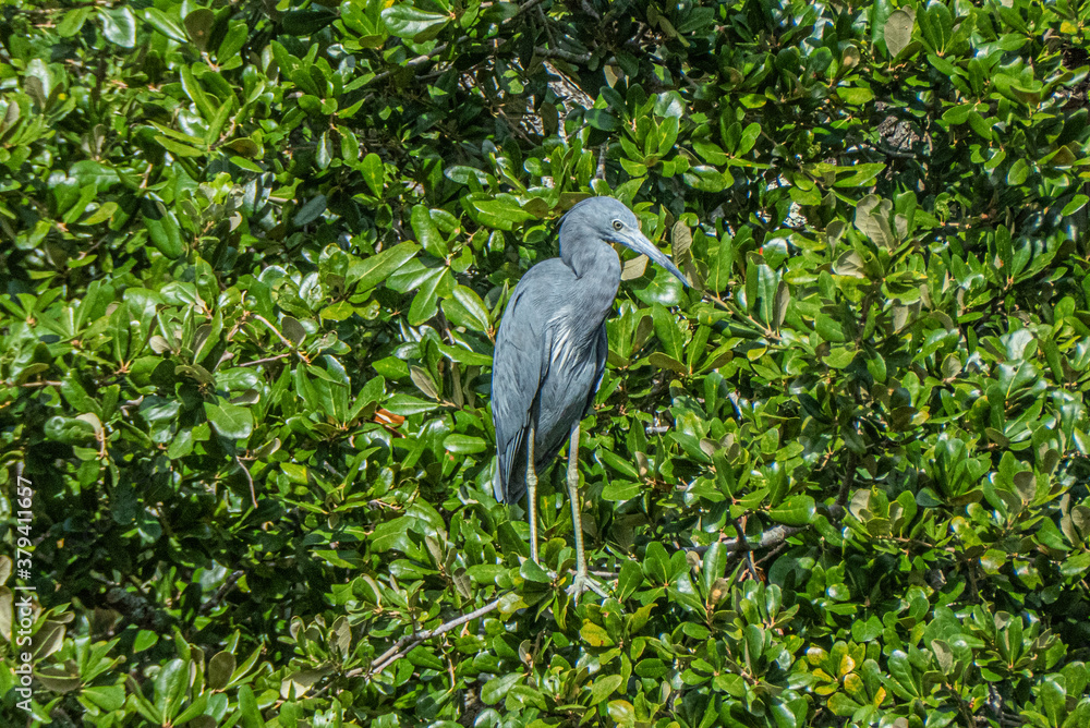 Fototapeta premium Little Blue Heron
