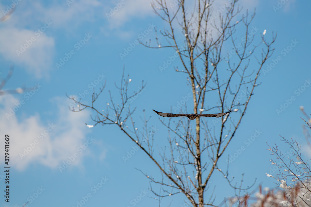 Common buzzard with spread wings flying through sky Common buzzard with spread wings flying through sky