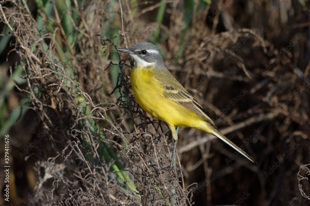 Fototapeta premium Western Yellow Wagtail (Motacilla flava)