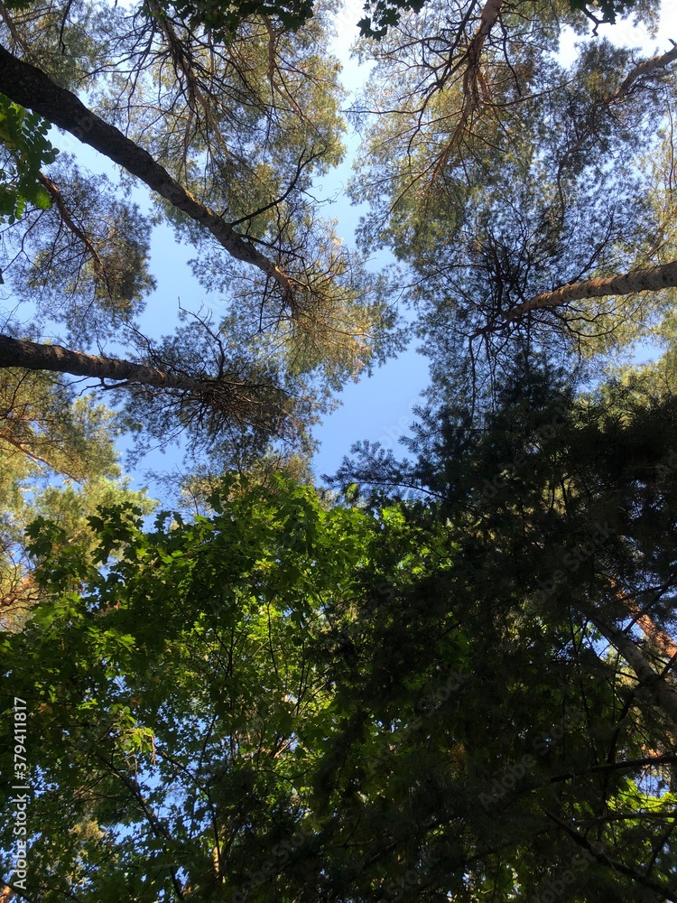 Obraz premium trees in the forest