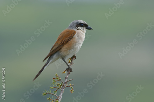 Red-backed Shrike (Lanius collurio)  on a branch