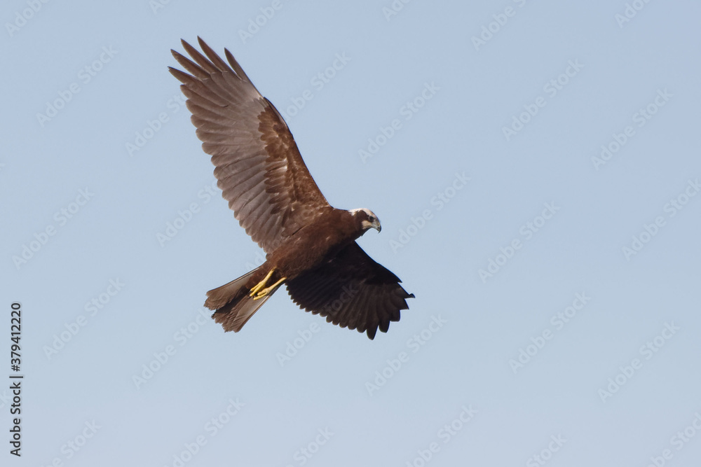Obraz premium Female Western Marsh Harrier (Circus aeruginosus) flying in the blue sky