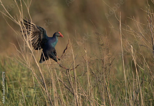 Grey-headed Swamphen landing at Asker Marsh, Bahrain