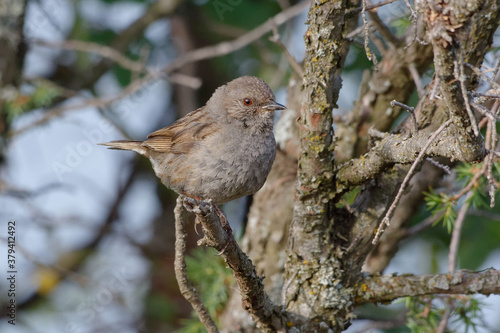 Dunnock (Prunella modularis)