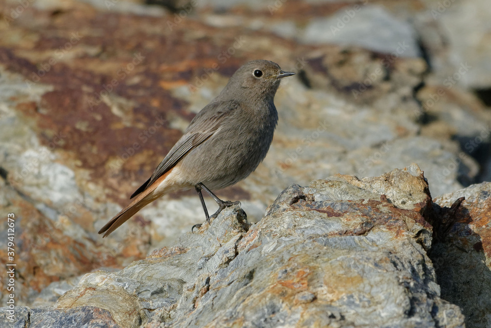 Female Black Redstart (Phoenicurus ochruros) resting on a rock Female Black Redstart (Phoenicurus ochruros) resting on a rock
