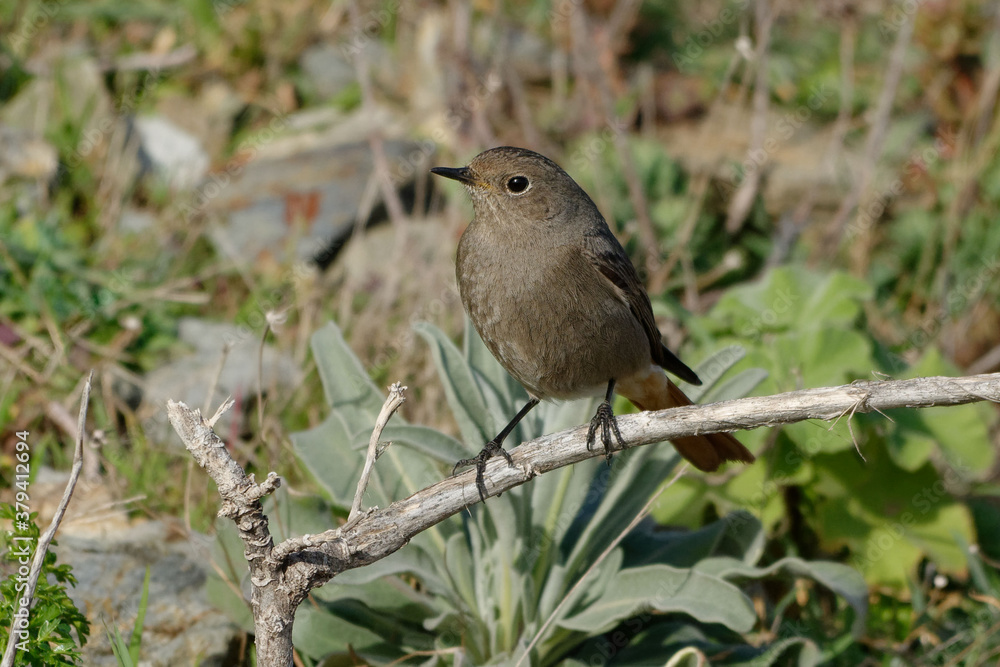 Fototapeta premium Female Black Redstart (Phoenicurus ochruros) resting on a rock