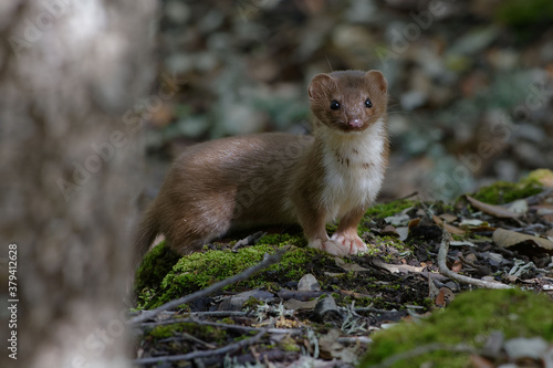 Least weasel (Mustela nivalis)