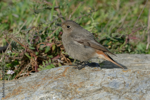 Female Black Redstart (Phoenicurus ochruros) resting on a rock