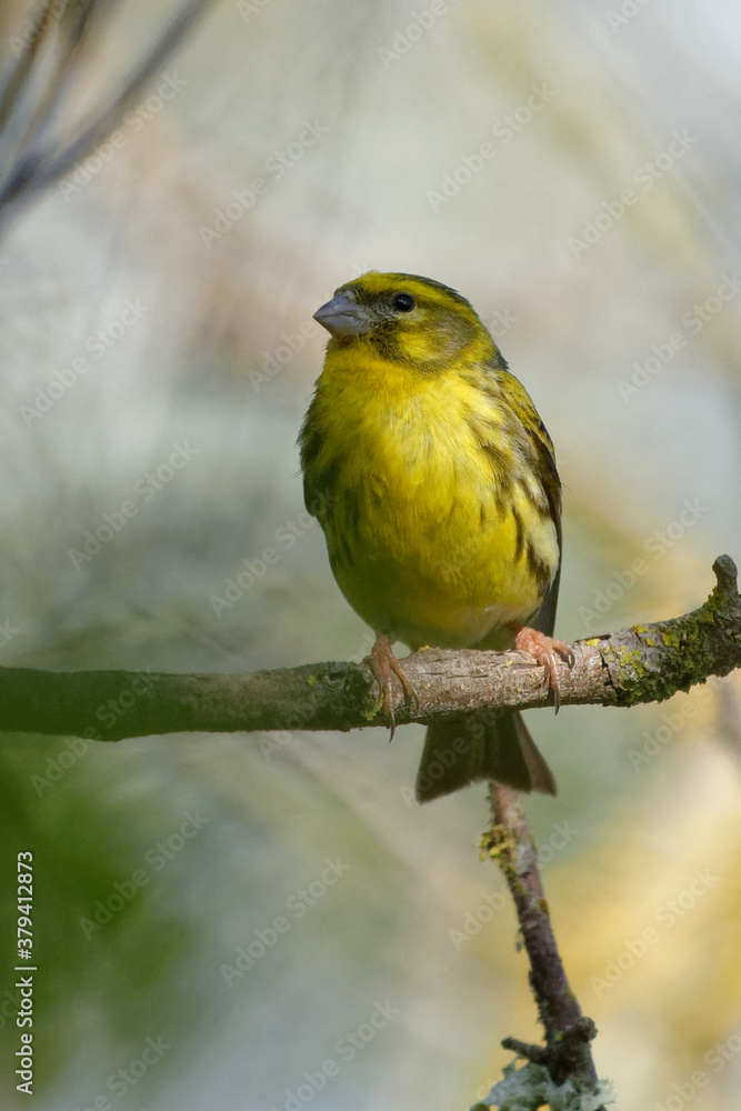 Obraz premium European Serin (Serinus serinus) perched on a branch