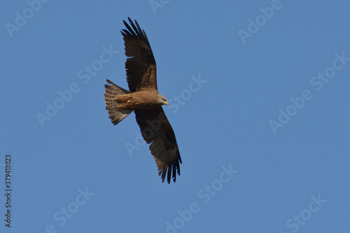 Black kite  Milvus migrans  flying in the blue sky