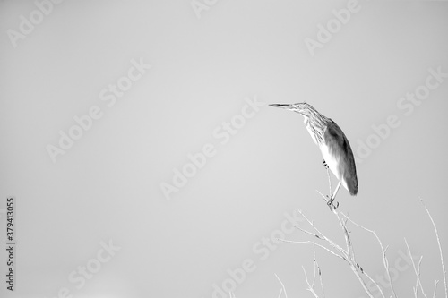 Portrait of a Squacco Heron at Asker marsh  Bahrain