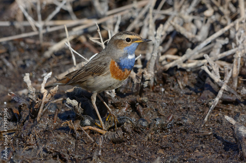 Bluethroat (Luscinia svecica) resting on the ground