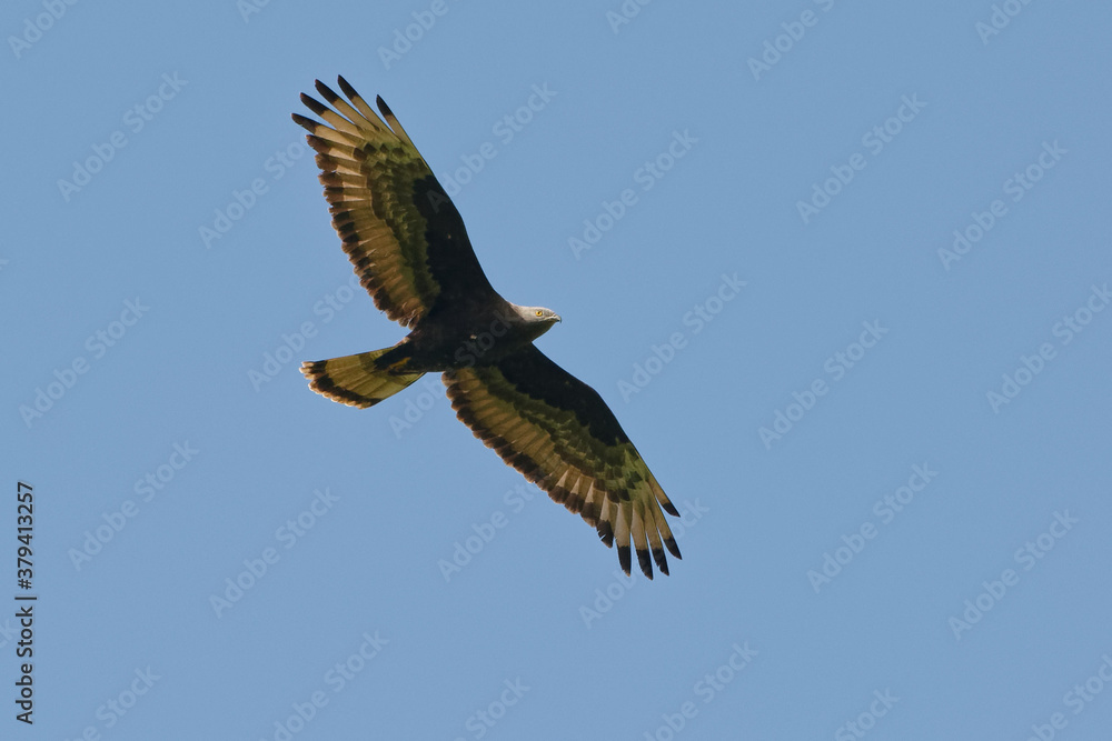 Fototapeta premium Male European Honey Buzzard (Pernis apivorus) flying in the blue sky