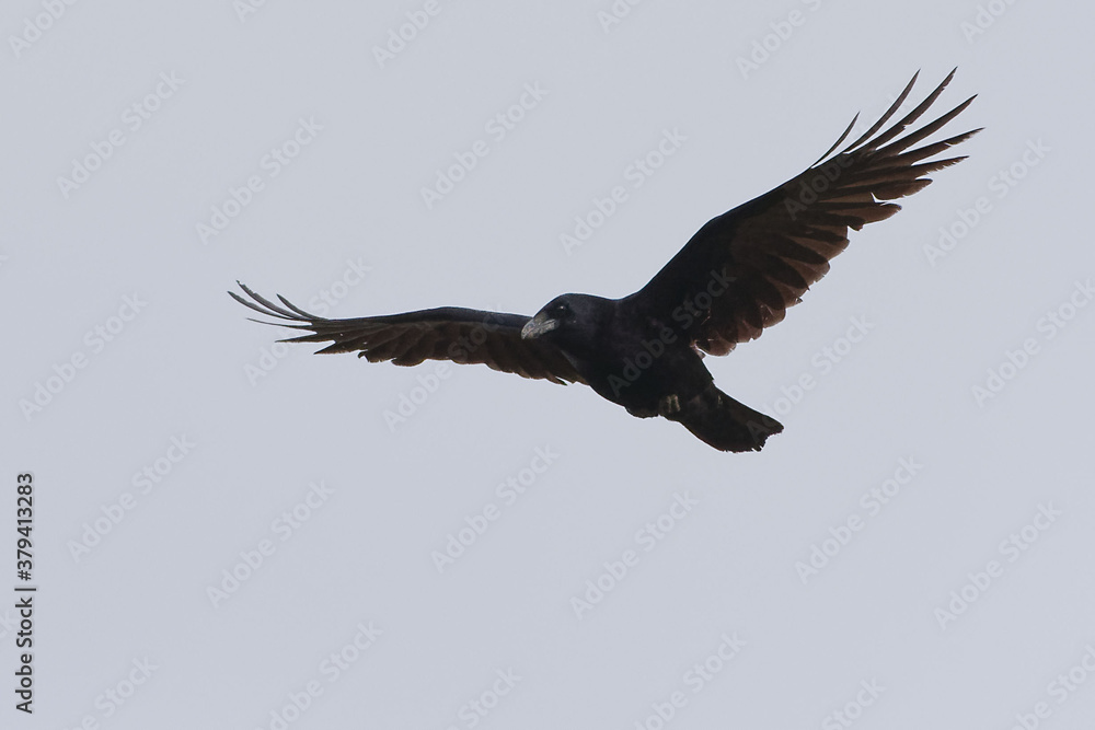 Obraz premium Carrion Crow (Corvus corone) flying in the grey sky