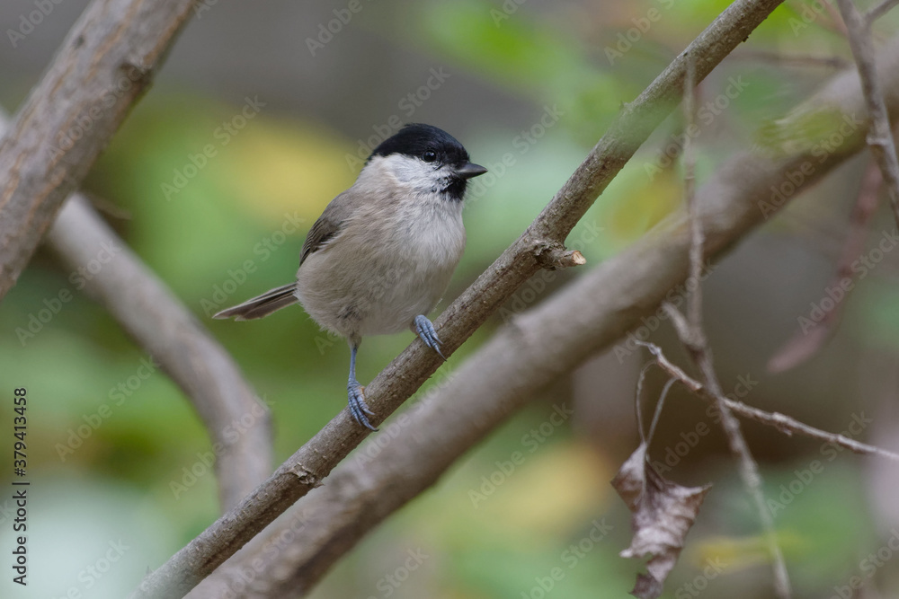 Naklejka premium Marsh Tit (Poecile palustris) perched on a branch