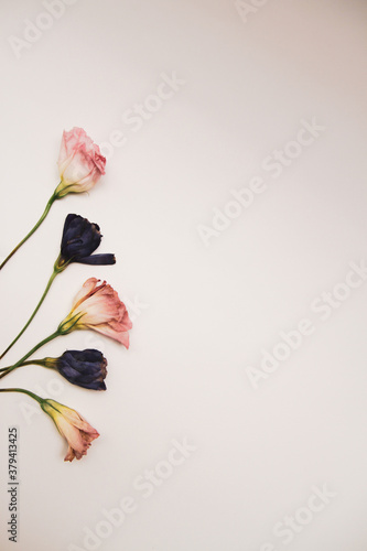 Lisianthus flowers (pink ang violet) arrangement on white background