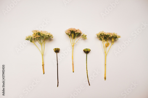 6 Wildflowers and herbs arrangement