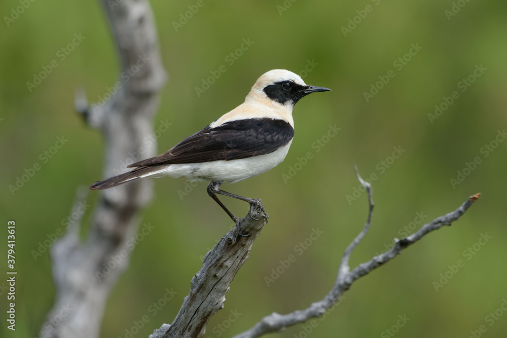 Black-eared Wheatear (Oenanthe hispanica)