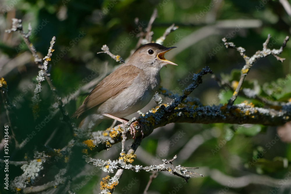 Common Nightingale (Luscinia megarhynchos) singing on a branch Common Nightingale (Luscinia megarhynchos) singing on a branch