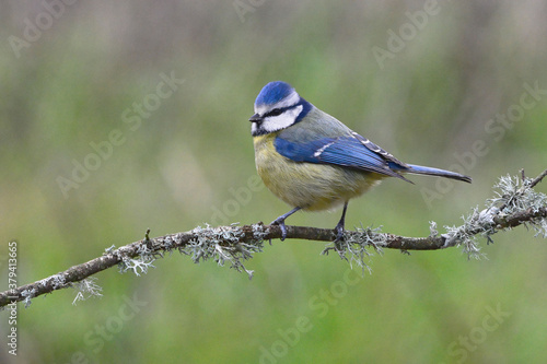 Eurasian Blue Tit (Cyanistes caeruleus)  perched on a branch © André LABETAA