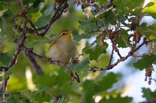 Wood Warbler (Phylloscopus sibilatrix) perched on a branch
