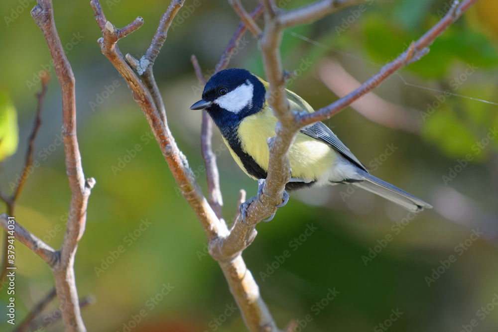 Fototapeta premium Great Tit (Parus major) perched on a branch