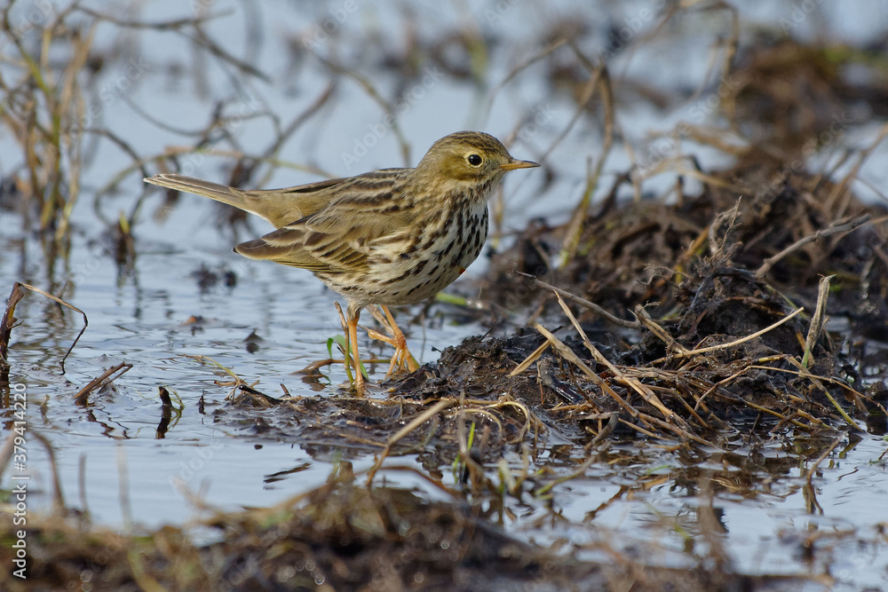 Fototapeta premium Water Pipit (Anthis spinoletta) in winter plumage