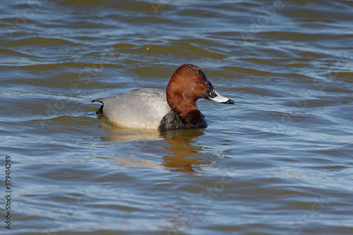 Male Common Pochard (Aythya ferina)