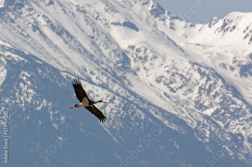 Black Stork (Ciconia nigra) in migration flight in front of snow-covered Canigou Peak