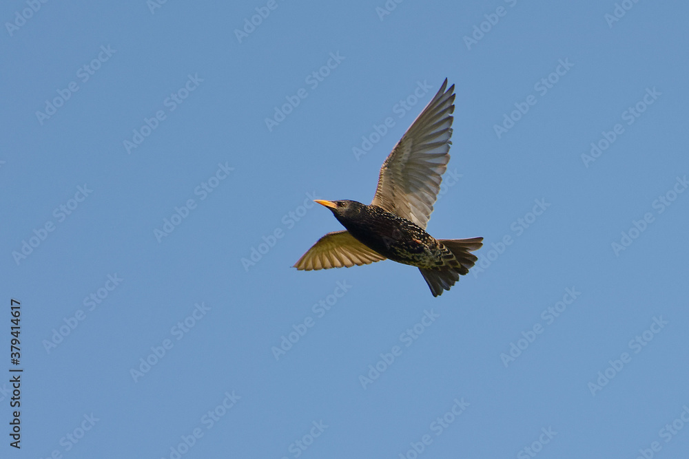 Common Starling (Sturnus vulgaris) flying in the blue sky Common Starling (Sturnus vulgaris) flying in the blue sky