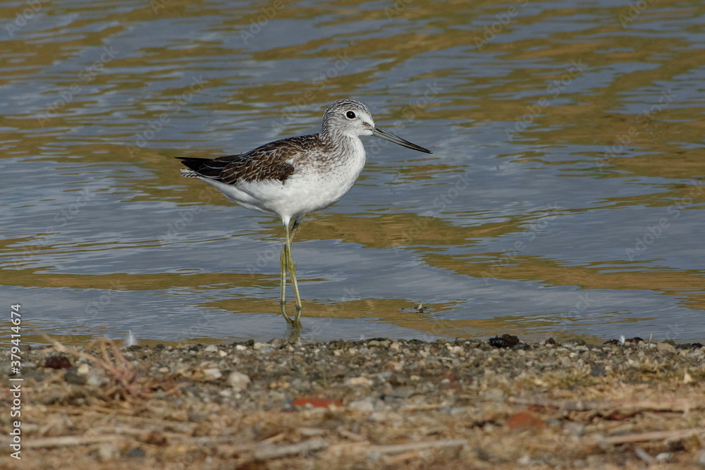 Common Greenshank (Tringa nebularia) walking in the water Common Greenshank (Tringa nebularia) walking in the water